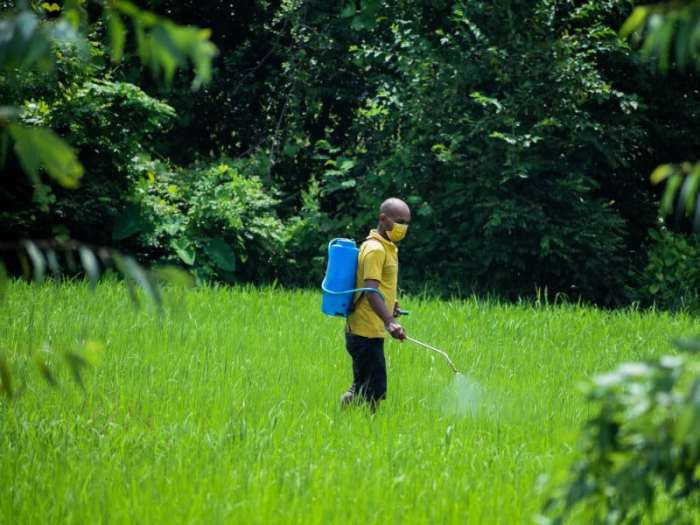 How Long Does Weed Killer Need Before Rain?